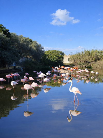Bird Park Malta